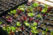 Seedlings of various greens and red leaf lettuce growing in black plastic trays filled with soil. The young plants are in different stages of growth, with some having larger leaves than others. Sunlight illuminates the leaves, enhancing their vibrant colors.