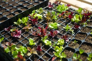 Fresh Microgreens Mix