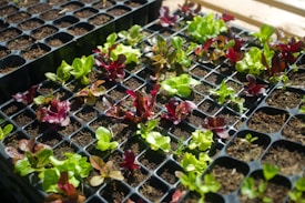 Seedlings of various greens and red leaf lettuce growing in black plastic trays filled with soil. The young plants are in different stages of growth, with some having larger leaves than others. Sunlight illuminates the leaves, enhancing their vibrant colors.