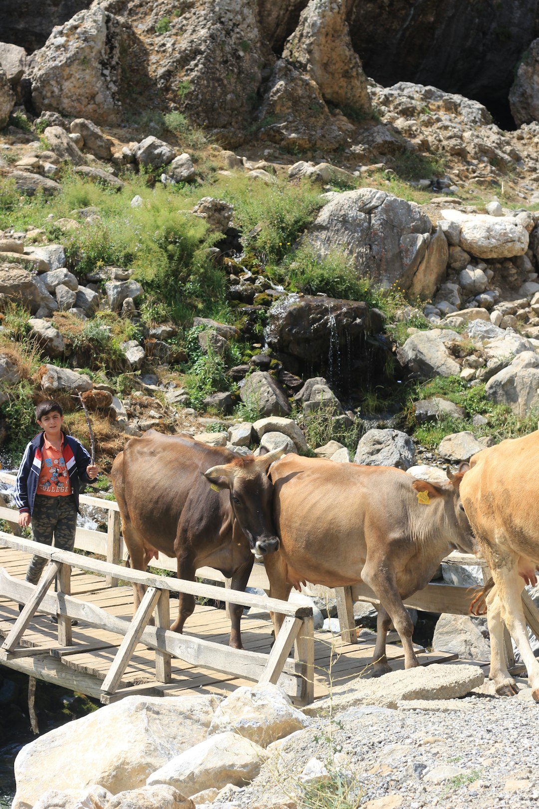 woman in red and white shirt standing beside brown cow during daytime