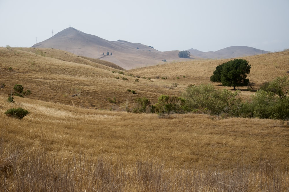 brown grass field near mountain during daytime