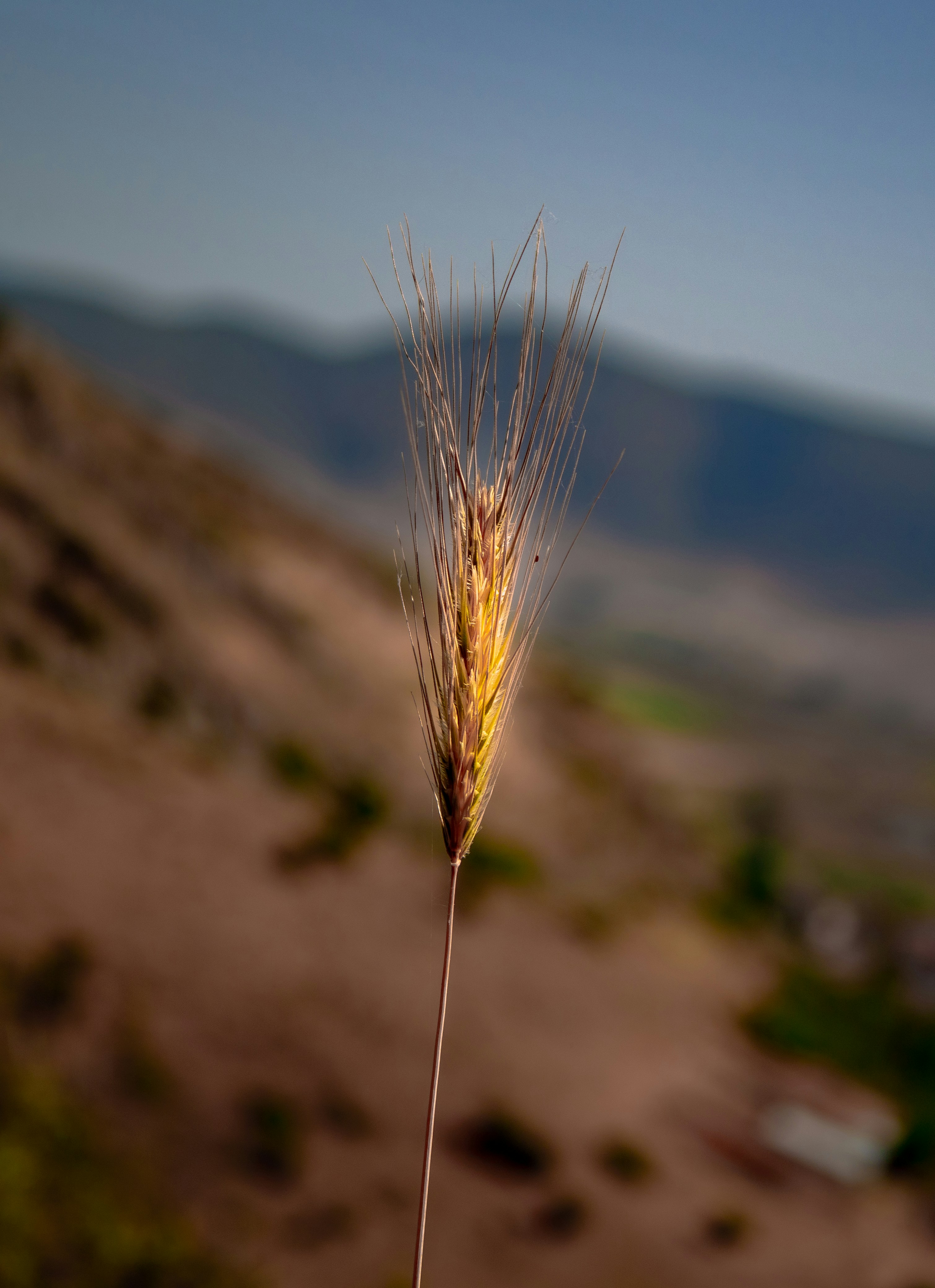 brown wheat in close up photography
