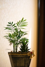 green plant on brown pot
