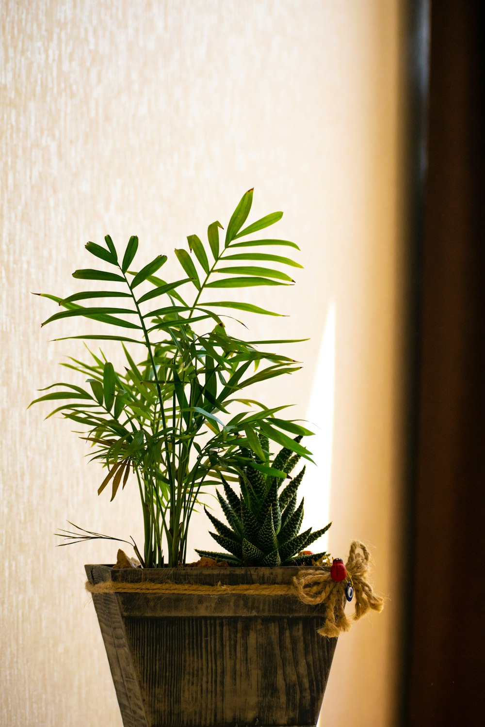 green plant on brown pot