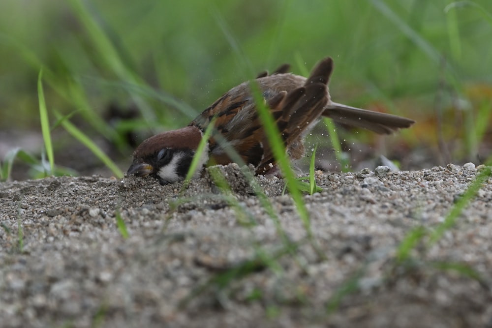 brown and black bird on gray sand during daytime