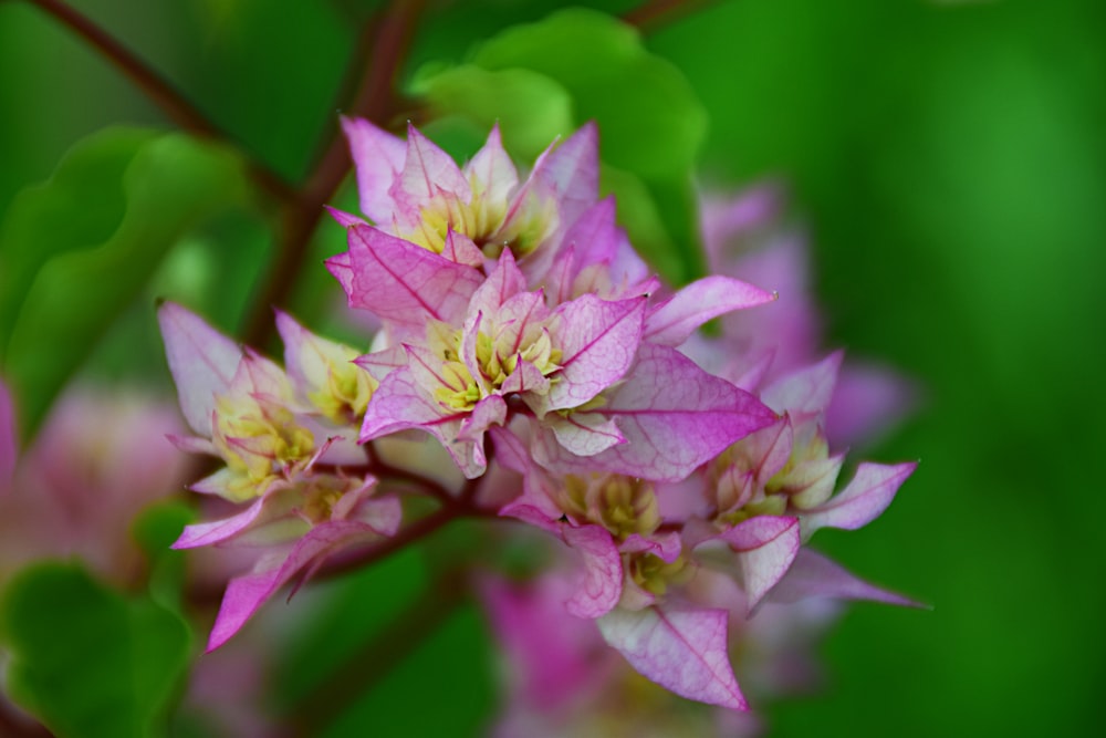 purple flower in macro shot