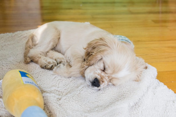 white long coated small dog lying on white textile