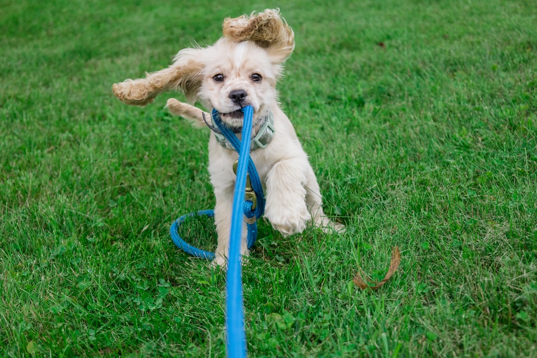 white and brown long coated small dog with blue leash on green grass field during daytime