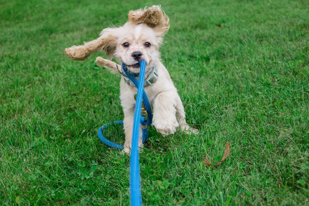 white and brown long coated small dog with blue leash on green grass field during daytime
