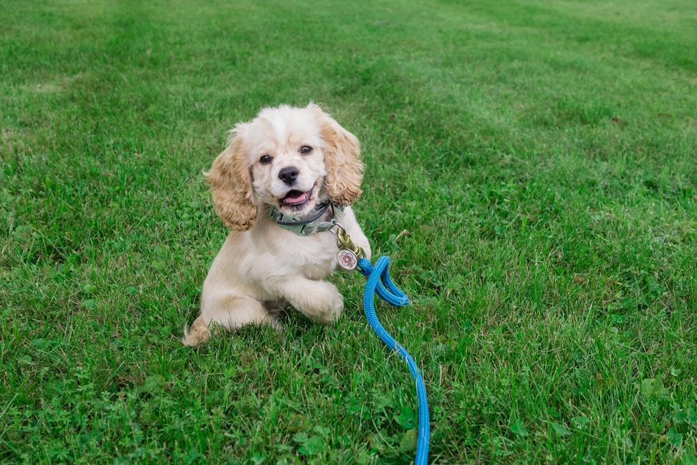 brown and white english bulldog puppy on green grass field during daytime