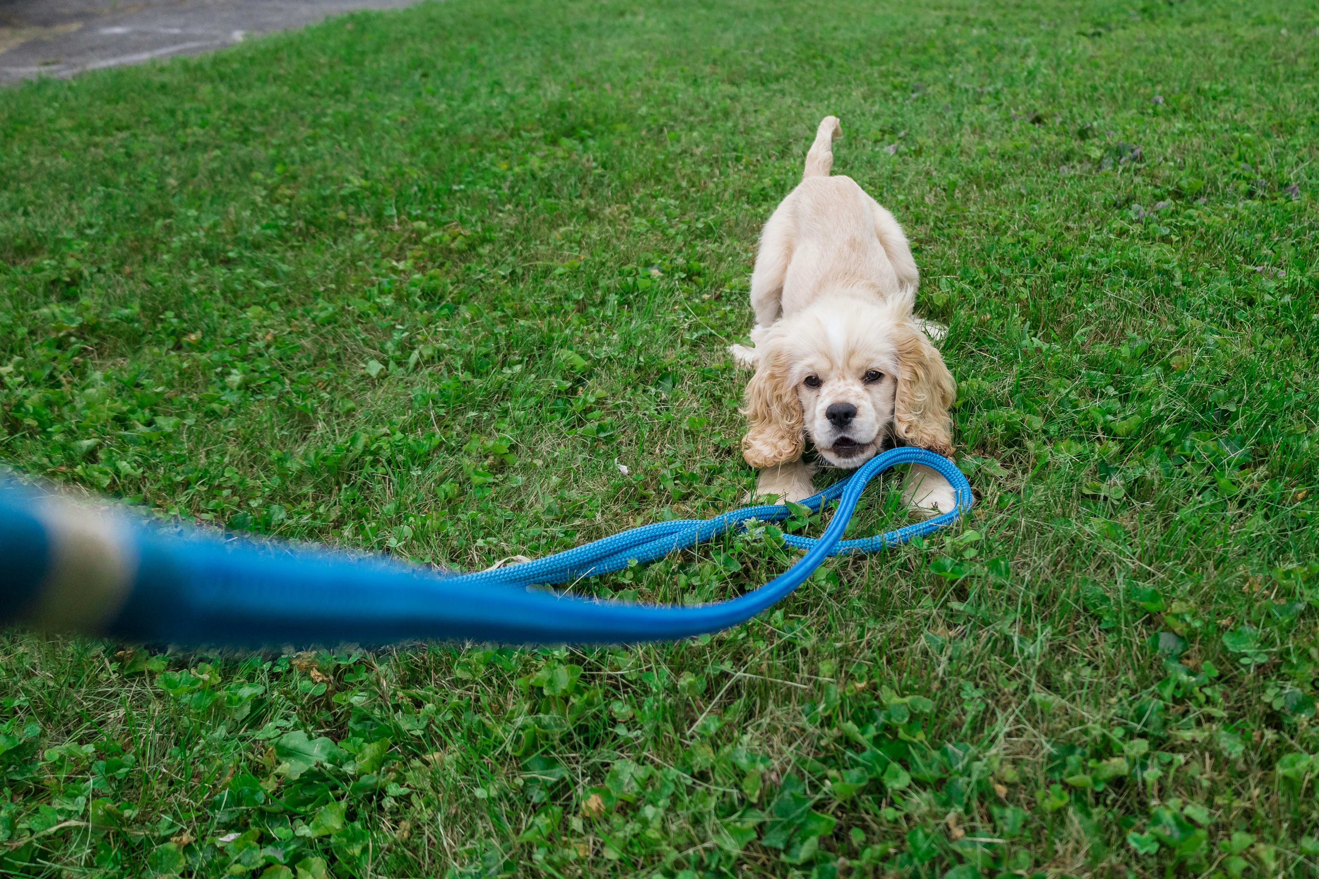 brown and white long coated small dog on green grass field