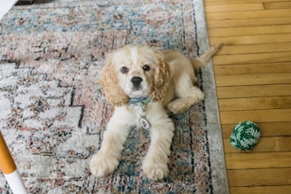 A fluffy, light-colored dog with a collar lies on a decorative rug beside a wooden floor. There is a green and white rope toy near the dog.