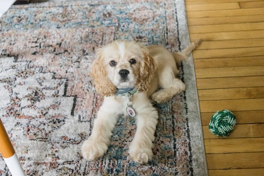 A fluffy, light-colored dog with a collar lies on a decorative rug beside a wooden floor. There is a green and white rope toy near the dog.
