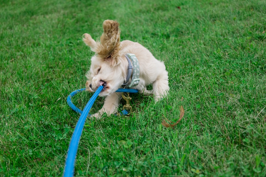 white and brown long coated small dog on green grass field