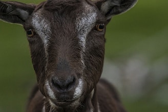 Close-up of a goat with a calm expression in a rustic farm setting.