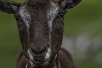 Close-up of a gentle goat with a lush green farm background, highlighting natural care.