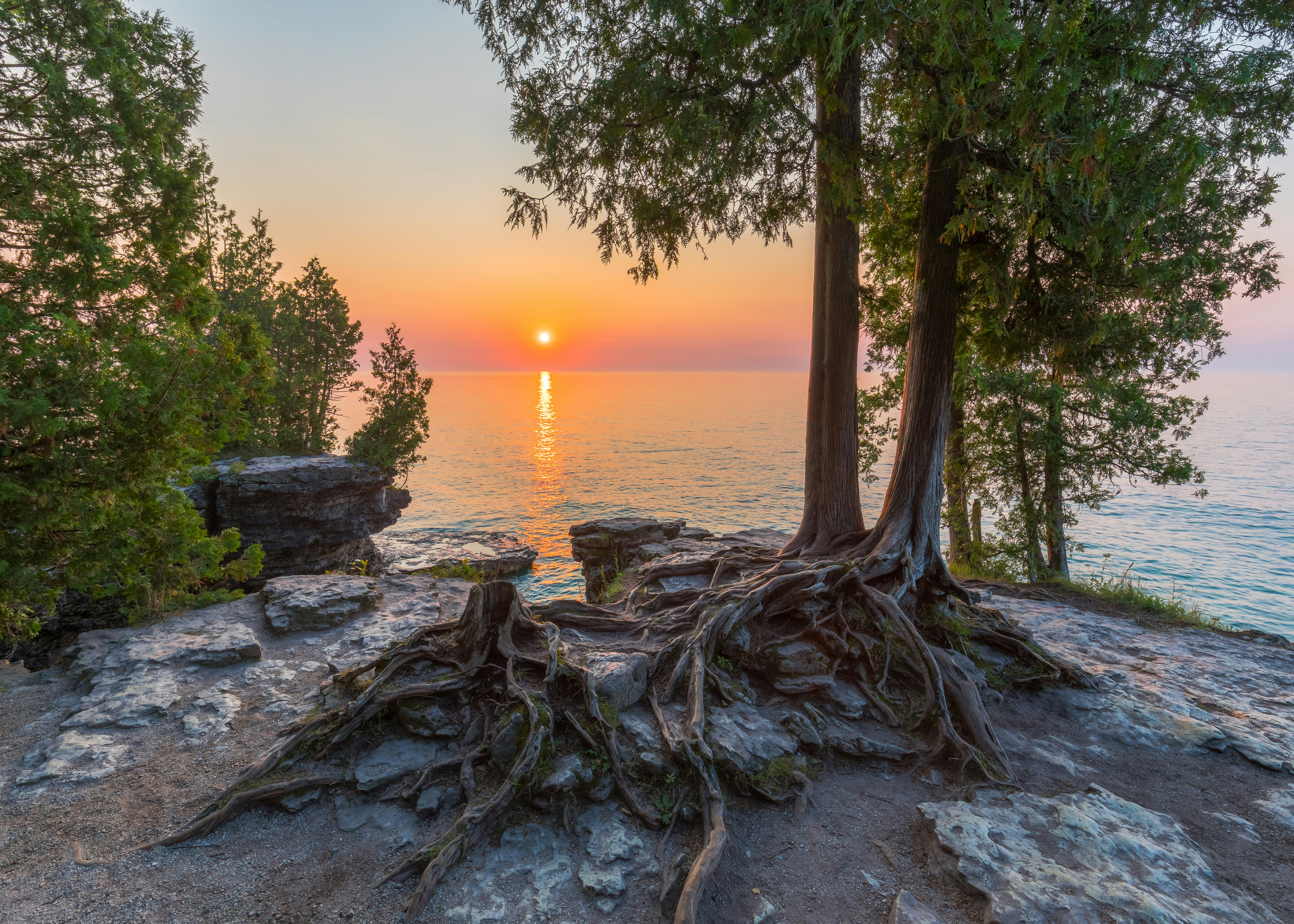 gray tree trunk on gray sand near body of water during sunset