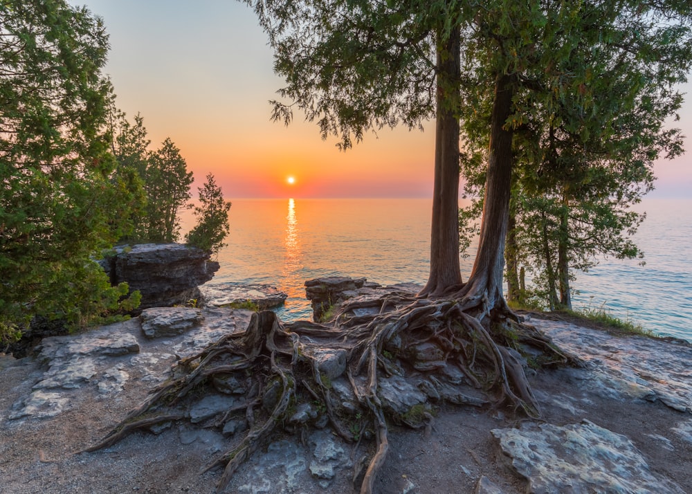 gray tree trunk on gray sand near body of water during sunset