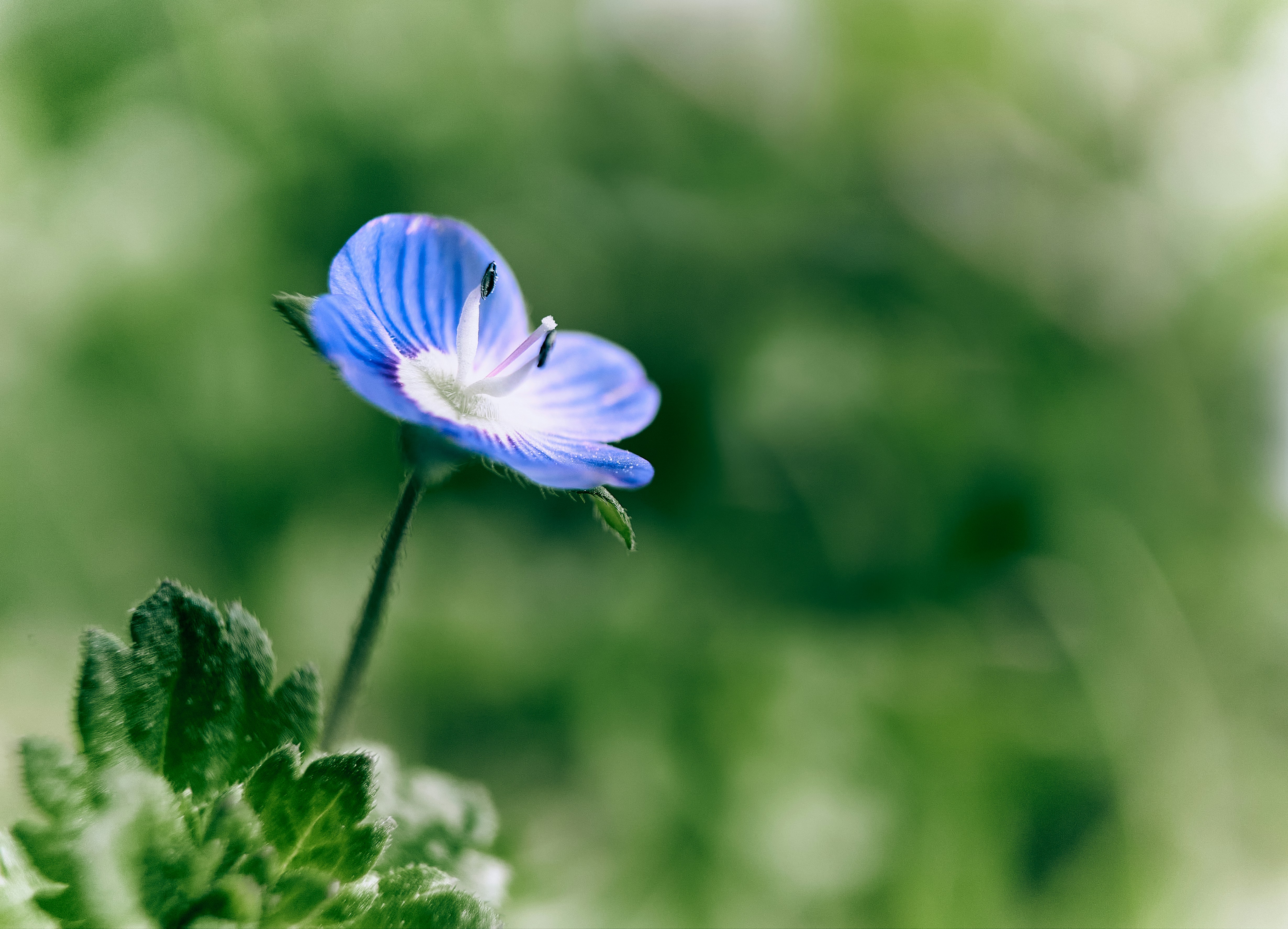 Bunga biru dalam lensa tilt shift