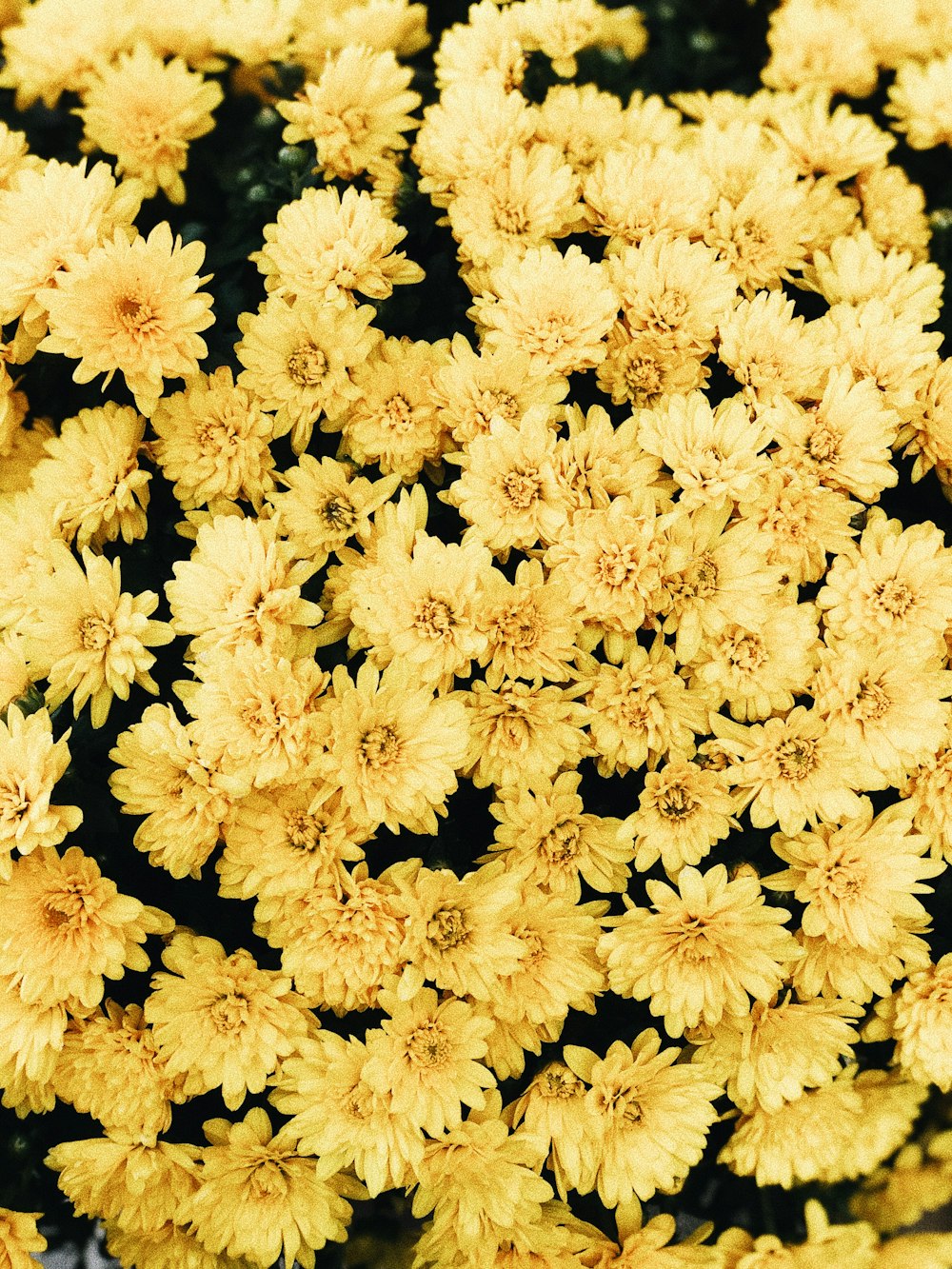 white cluster flowers in close up photography