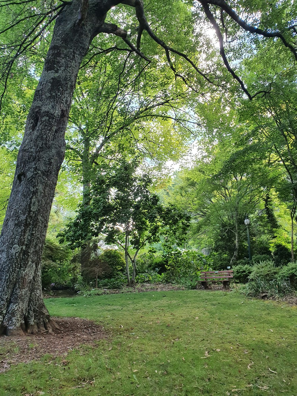 green grass field with brown wooden bench under green trees during daytime