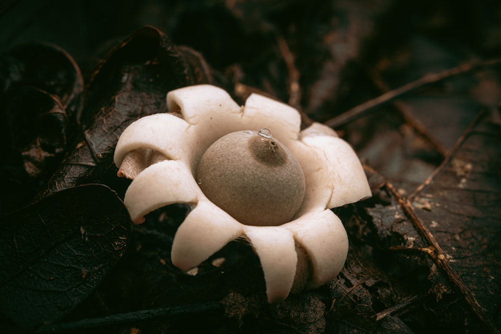 white and brown mushroom on ground