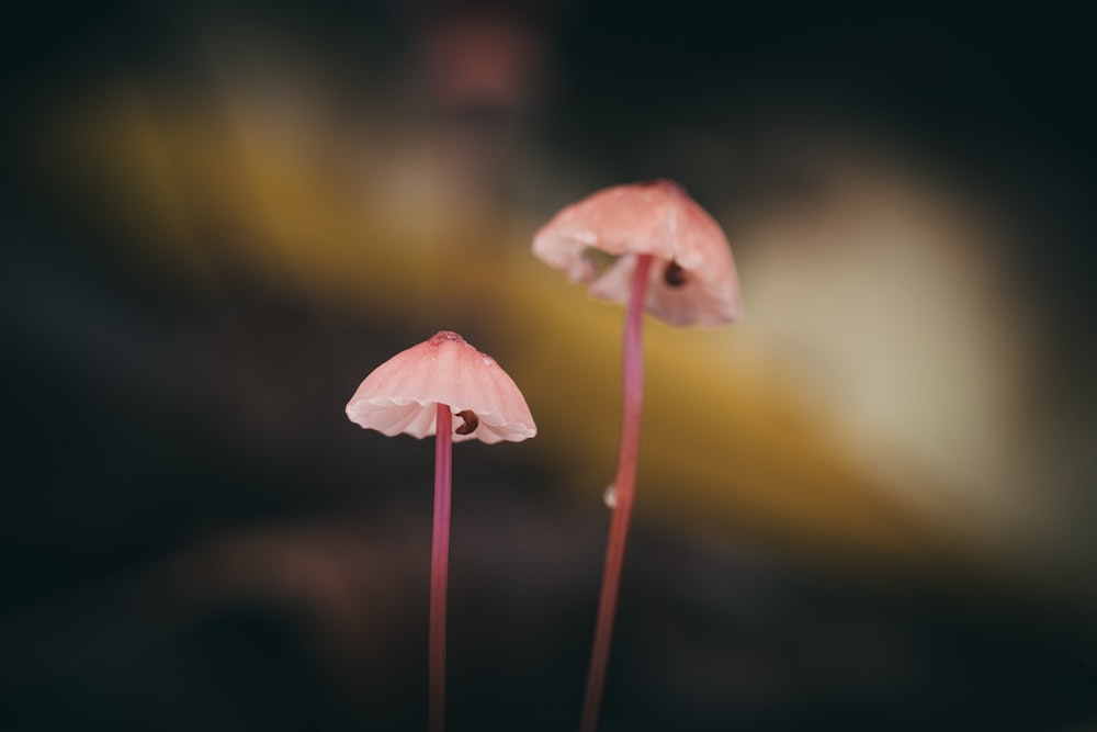 white and pink flower in tilt shift lens