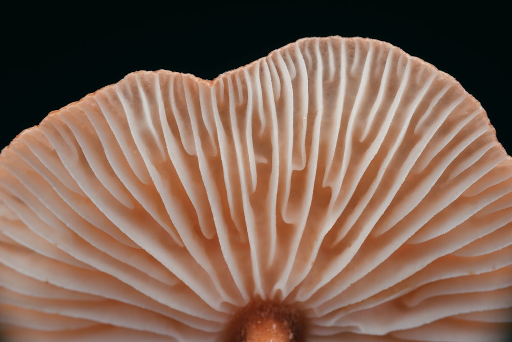 white and brown mushroom in close up photography