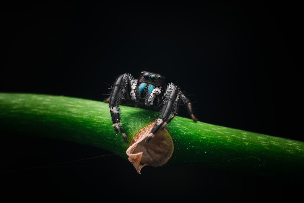 black and red spider on green leaf