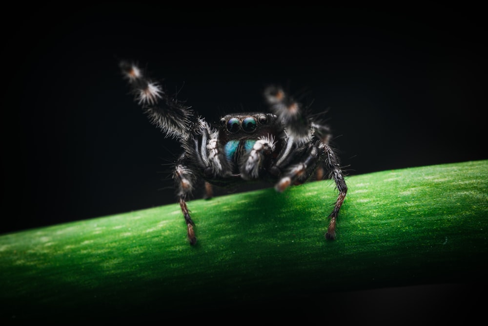 black and white spider on green leaf