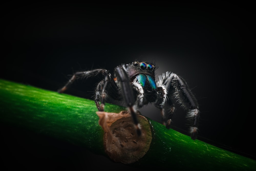 araignée noire et verte sur feuille verte