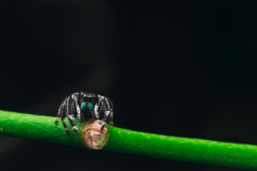 Schwarze Spinne am grünen Stiel