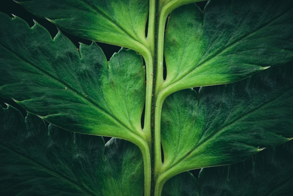 Grüne Blattpflanze tagsüber