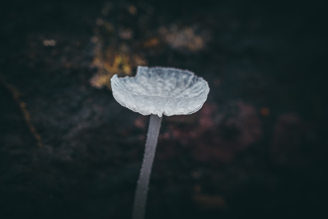 white leaf with water droplets