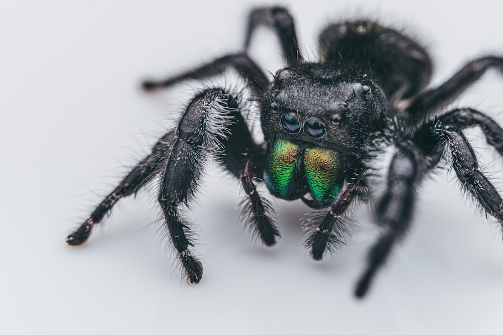 araignée sauteuse noire et verte