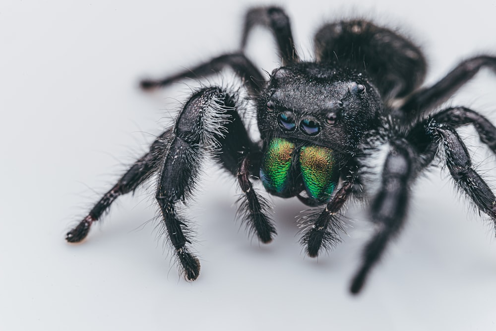 araña saltarina negra y verde