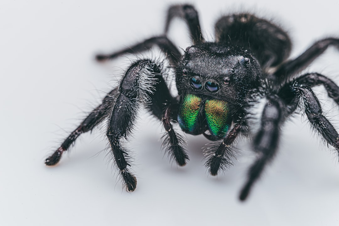 black and green jumping spider