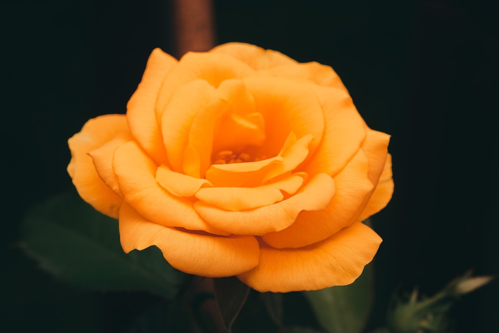 yellow rose in bloom close up photo