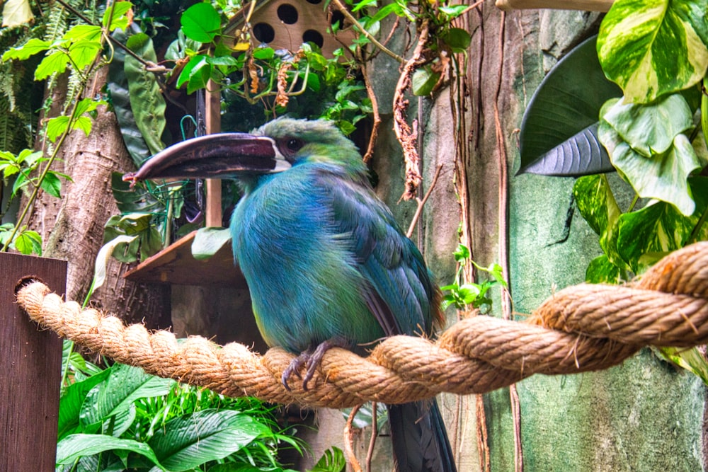 blue and green bird on brown tree branch