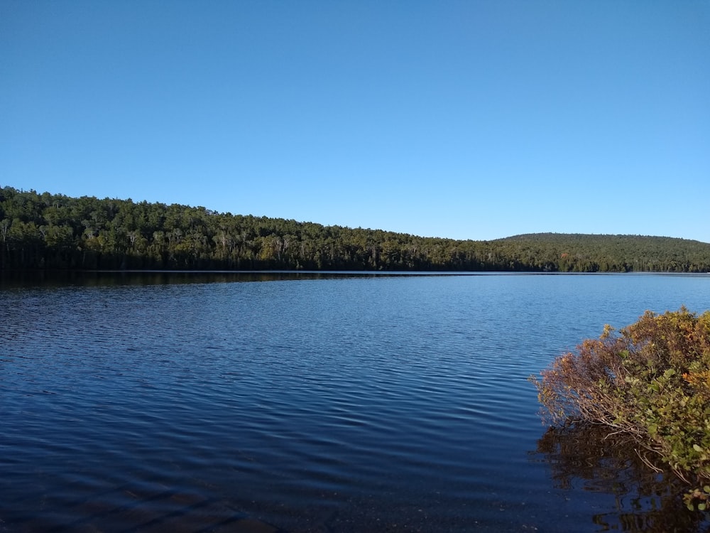 green trees beside body of water during daytime