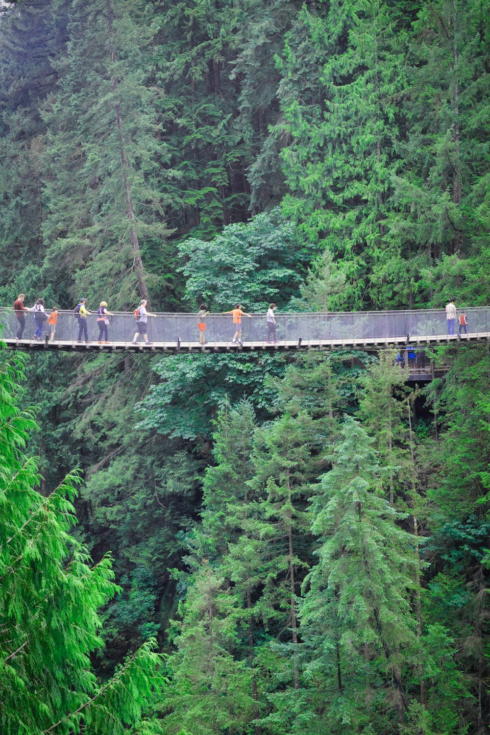 people walking on hanging bridge over green trees during daytime