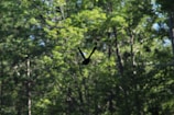 Sunlight filtering through dense leaves illuminating a colorful bird in mid-flight.