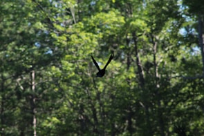 Sunlight filtering through dense leaves illuminating a colorful bird in mid-flight.