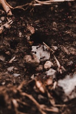 Close-up of a technician inspecting an ant trail near a home's foundation.