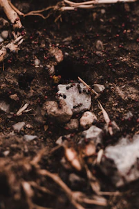 Close-up photo of a busy ant colony navigating colorful terrain.