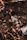 Macro shot of a bustling ant colony inside a clear, naturalistic enclosure with leaf litter and soil.
