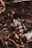 Macro shot of a bustling ant colony inside a clear, naturalistic enclosure with leaf litter and soil.