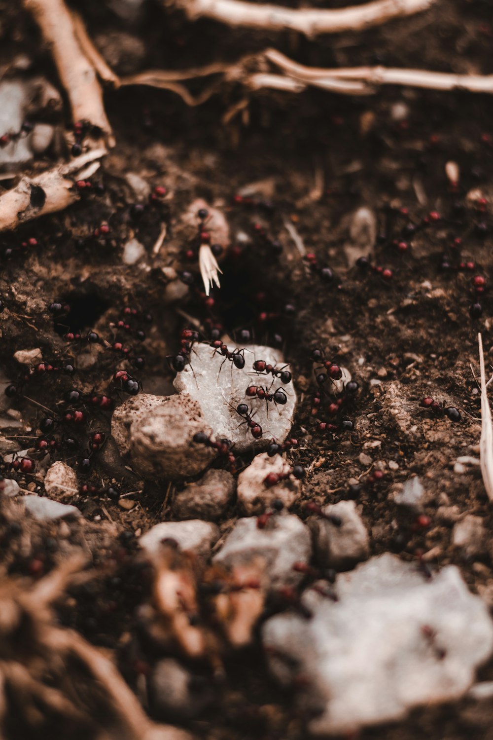 black and white spider on brown soil