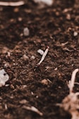 A close-up view of dark, rich soil with small stones and organic debris scattered throughout. The surface texture is rough, with subtle variations in color and material. A dry twig is prominent near the center, surrounded by scattered bits of dried plant matter.