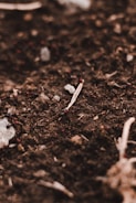 A close-up view of dark, rich soil with small stones and organic debris scattered throughout. The surface texture is rough, with subtle variations in color and material. A dry twig is prominent near the center, surrounded by scattered bits of dried plant matter.